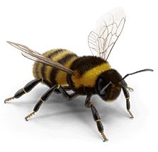 Rakiás méhészet termelői méz rendelés akácméz, termelői méz, repceméz, hársméz, vegyes virágméz, napraforgóméz, facéliaméz, gesztenyeméz, málnaméz
